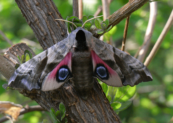 Abendpfauenauge (Smerinthus ocellata ) - © Leo Kuzmits